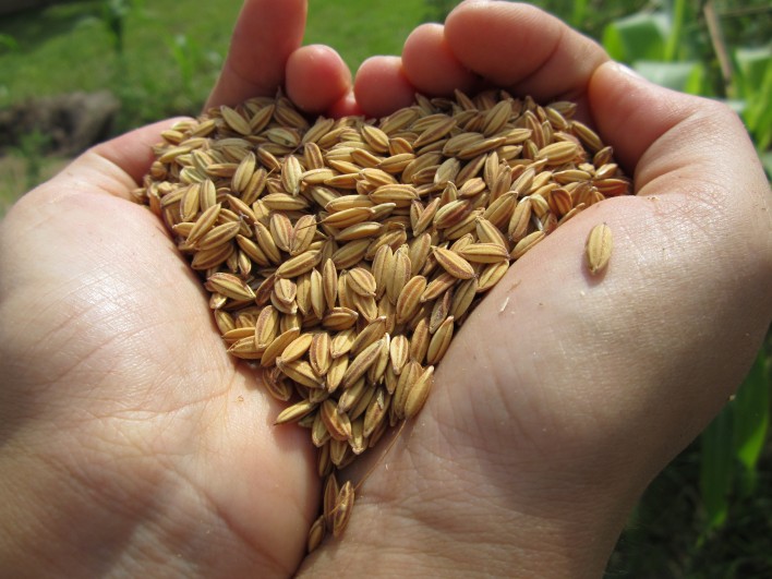 Rice grains at Panyaden School, Chiang Mai