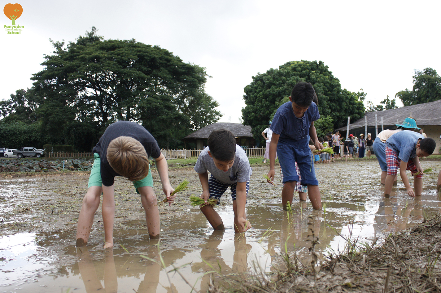 Students planting rice seedlings, Panyaden Rice Planting Day